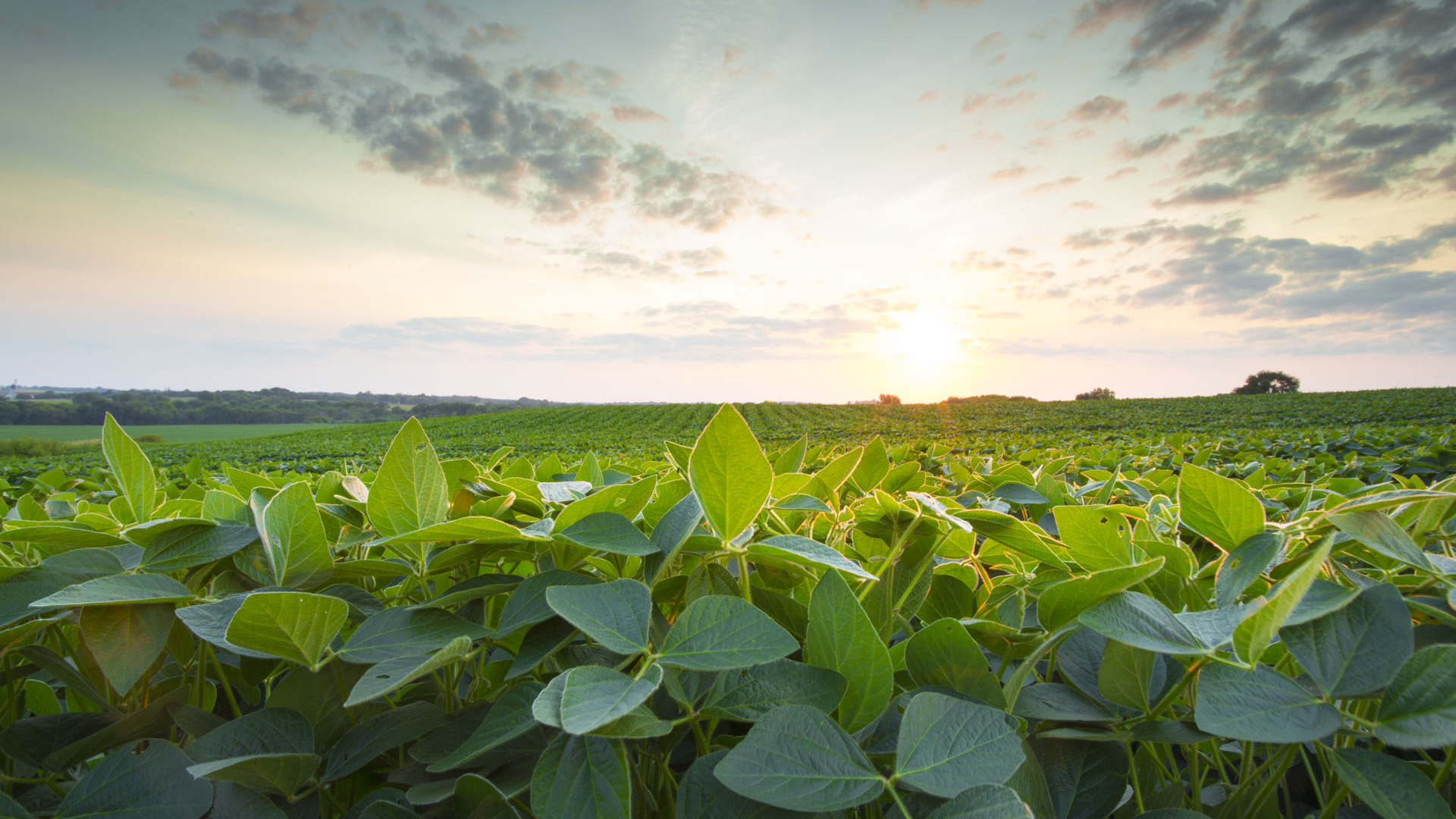 Soy Bean Field. Mosaic Announces Net Zero Greenhouse Gas Emission Targets