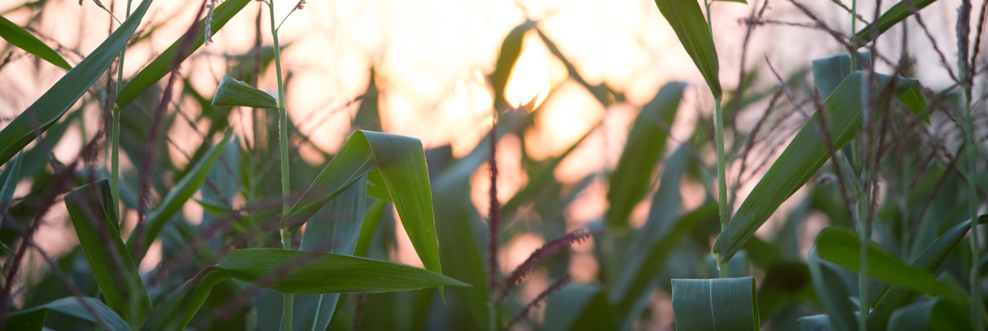 Corn Field